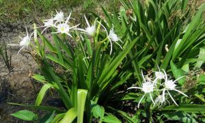 Uvjeti sadnje i uzgoja cvijeta Hymenokallis kod kuće