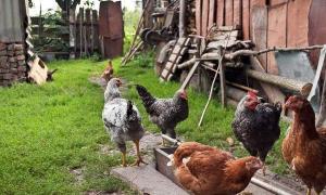 Naučiti pravilno hraniti kokoši travom: razumijemo što je štetno, a što korisno Zašto pilići vole maslačak