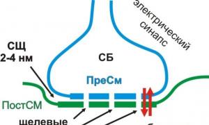 Struktura synaps i jej mediatorzy