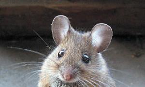 Zašto sanjati da jedete miševe